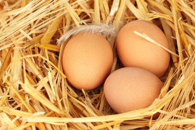 saman yakın çekim bir yuvaya kahverengi yumurta