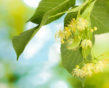 Branch of linden flowers in garden clipart