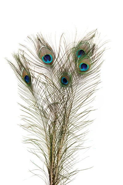Peacock Feathers on white background — Stock Photo, Image