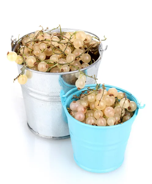 White currants in metal buckets isolated on white — Stock Photo, Image