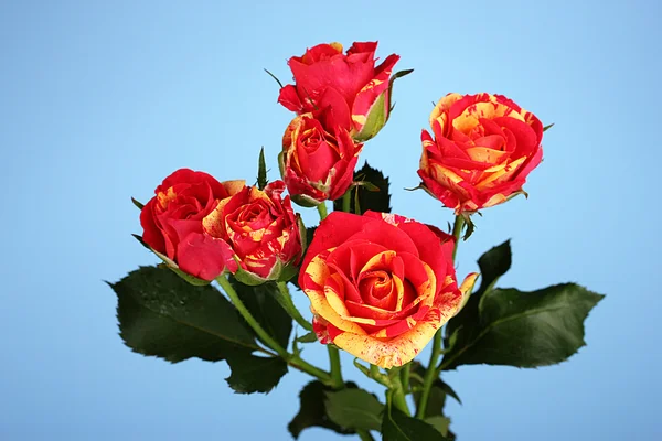Beautiful red-yellow roses on blue background close-up