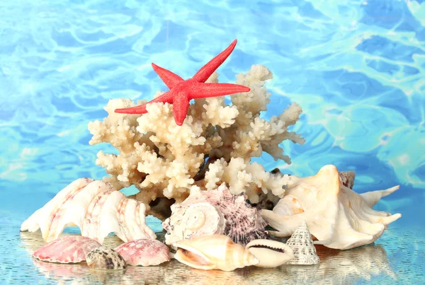 Corallo marino con conchiglie sullo sfondo dell'acqua primo piano — Foto Stock