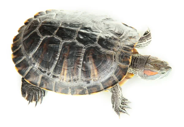 Beyaz izole kırmızı kulak kaplumbağa — Stok fotoğraf