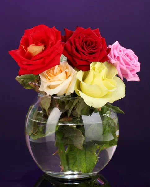 Beautiful roses in glass vase on purple background — Stock Photo, Image