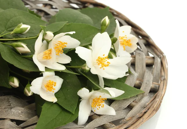Krásné jasmínovými květy s listy izolované na bílém — Stock fotografie