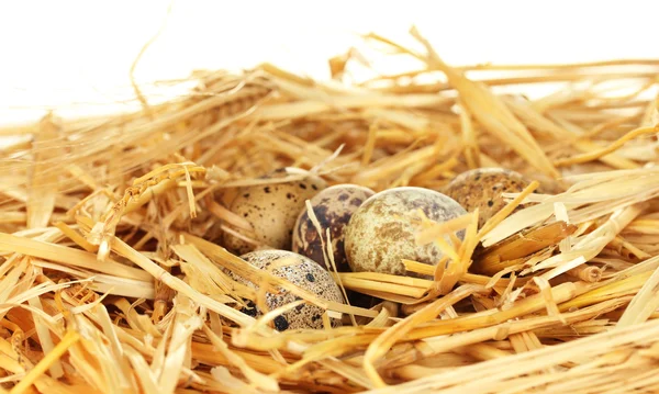 Перепелиные яйца в гнезде соломы на белом фоне крупным планом — стоковое фото