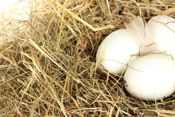 クローズ アップ ホワイト バック グラウンドの干し草の巣で白い卵 — ストック写真