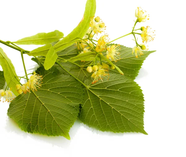 Branch of linden flowers isolated on white — Stock Photo, Image