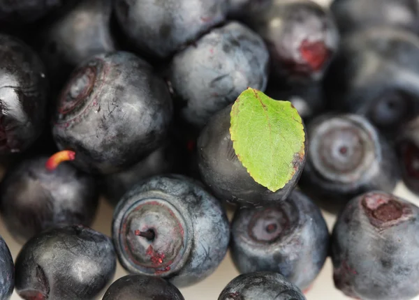 Fresh blueberries on white background close-up — Stock Photo, Image