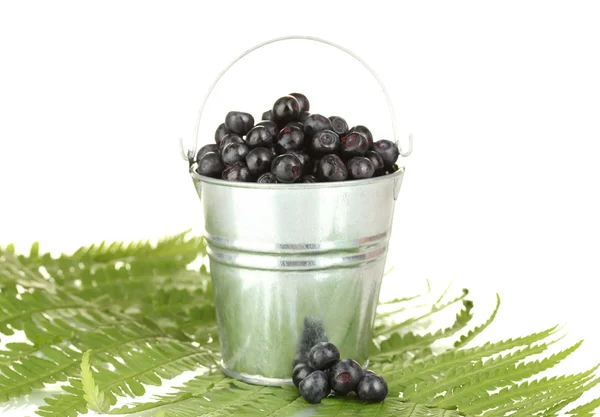 Ripe blueberries in silver bucket on fern close-up — Stock Photo, Image