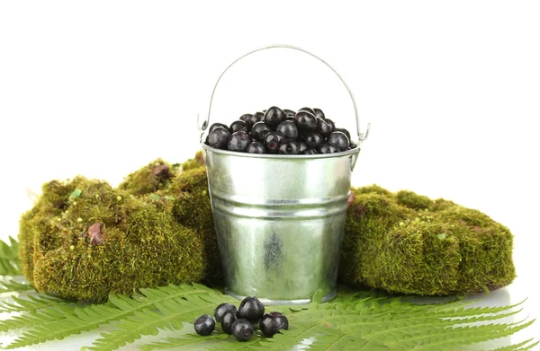 Blueberries in bucket on moss and fern background close-up — Stock Photo, Image