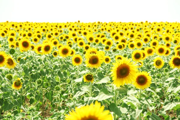 Zonnebloem veld — Stockfoto