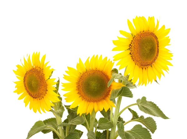 Słoneczniki na białym tle — Zdjęcie stockowe