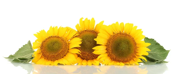 Slunečnice izolovaných na bílém — Stock fotografie