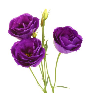 purple eustoma on white background