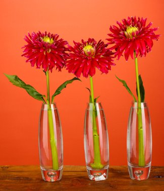 güzel kırmızı dahlias kırmızı zemin üzerine vazo içinde