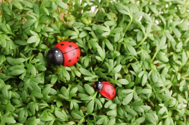 Garden cress ladybugs yakın çekim arka plan