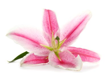 Güzel pembe zambak, beyaz üzerine izole edilmiş.