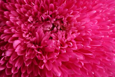 Aster çiçek pembe, yakın çekim