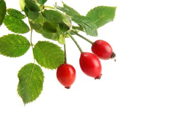 Olgun kalça gül dalı yapraklarla üzerine beyaz izole