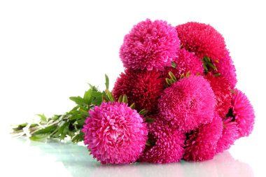 pembe aster çiçekler, üzerinde beyaz izole