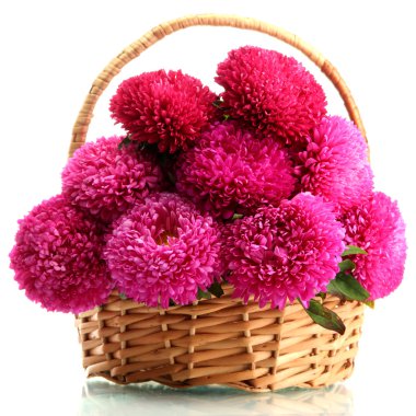beyaz izole pembe aster çiçek sepeti,