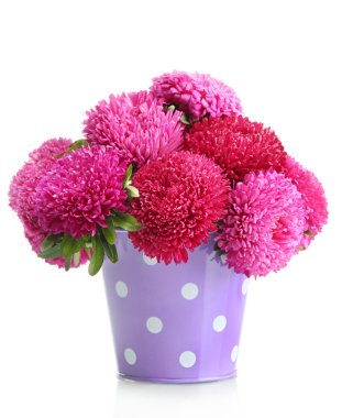 pembe aster çiçeklenir üzerinde beyaz izole kovası,