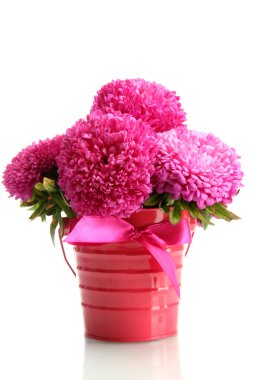 pembe aster çiçeklenir üzerinde beyaz izole kovası,