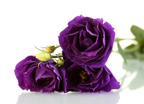 Purple eustoma on white background — Stok fotoğraf