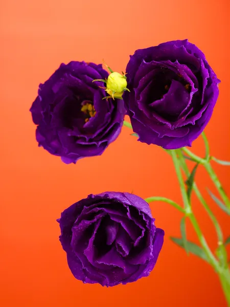 Eustoma fialová na červeném pozadí — Stock fotografie