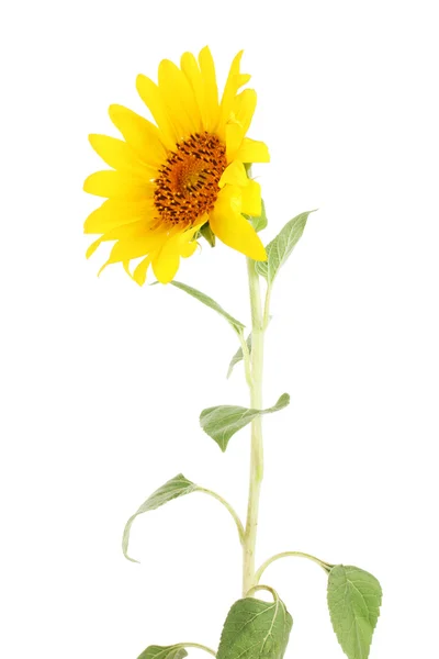 Schöne Sonnenblume, isoliert auf weiß — Stockfoto