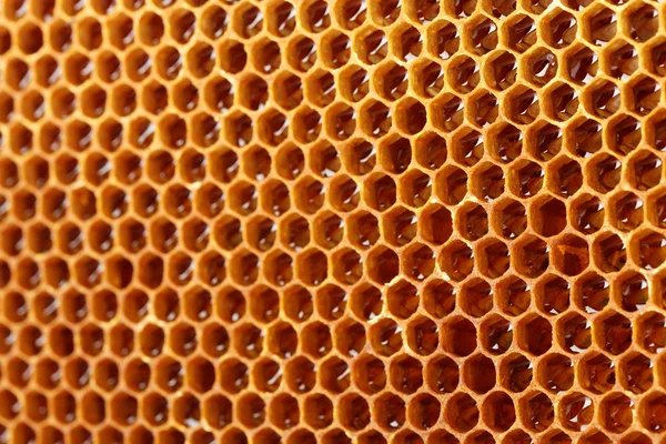 Yellow beautiful honeycomb with honey, background — Stock Photo, Image