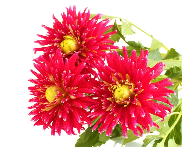 Beautiful red dahlias on white background close-up — Stock Photo, Image