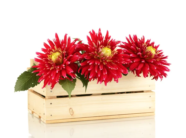 Beautiful red dahlias in wooden box isolated on white — Stock Photo, Image