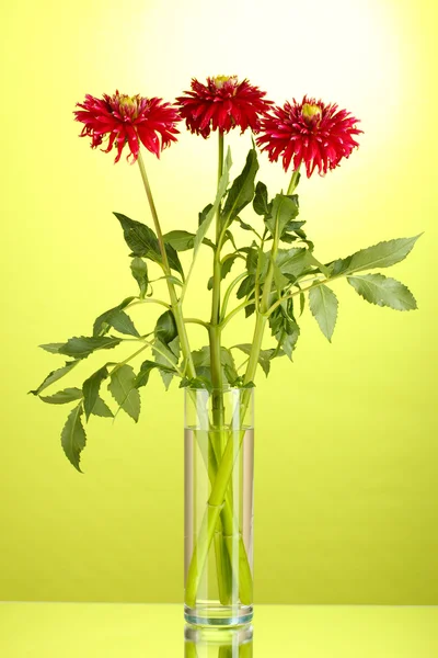 Mooie rode Dahlia's in vaas op groene achtergrond — Stockfoto