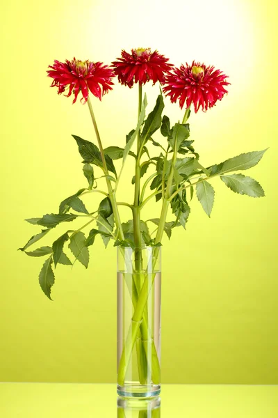 Hermosas dalias rojas en jarrón sobre fondo verde —  Fotos de Stock