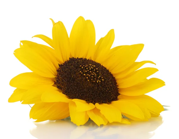 Beautiful sunflower, isolated on white — Stock Photo, Image