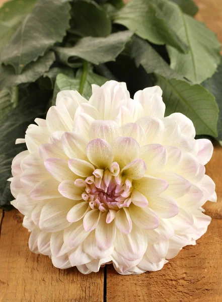 Beautiful white dahlia on wooden background close-up — Stock Photo, Image
