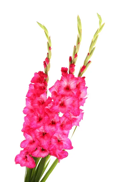 Beautiful bouquet of pink gladioluses, isolated on white — Stock Photo, Image