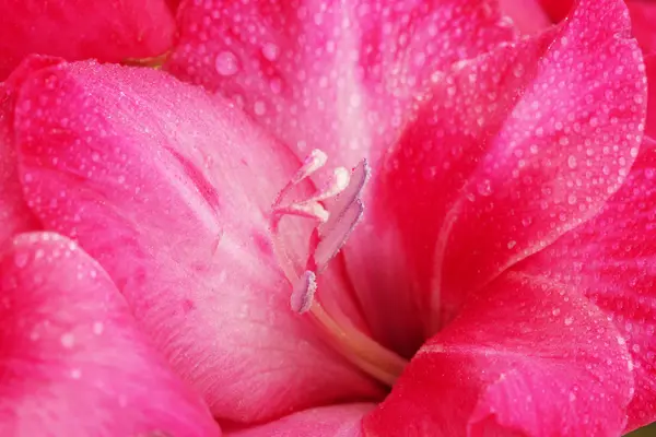 Beau gladiole rose, gros plan — Photo