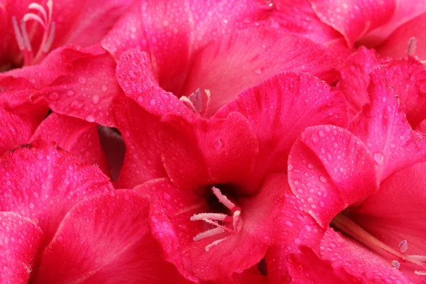 Όμορφο ροζ γλαδιόλες, στενή επάνω — Φωτογραφία Αρχείου