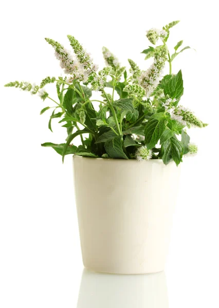 Menta fresca con flores en taza, aislada en blanco — Foto de Stock
