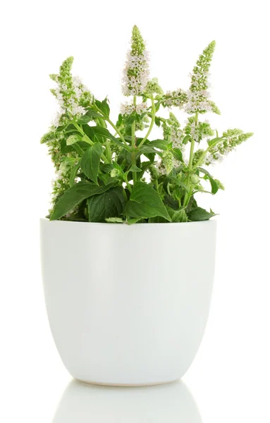 Frische Minze mit Blüten in Tasse, isoliert auf weiß — Stockfoto