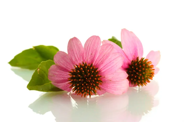 보라색 echinacea, 흰색 절연 — 스톡 사진