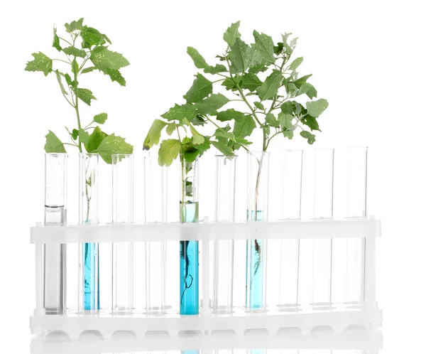 ブルー ソリューションと白い背景で隔離された植物で試験管 — ストック写真