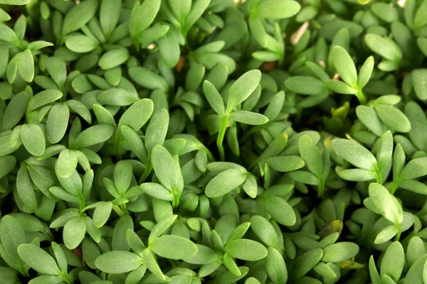 Garten-Kresse Nahaufnahme Hintergrund — Stockfoto