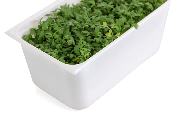 Fresh garden cress in white plastic box isolated on white — Stock Photo, Image