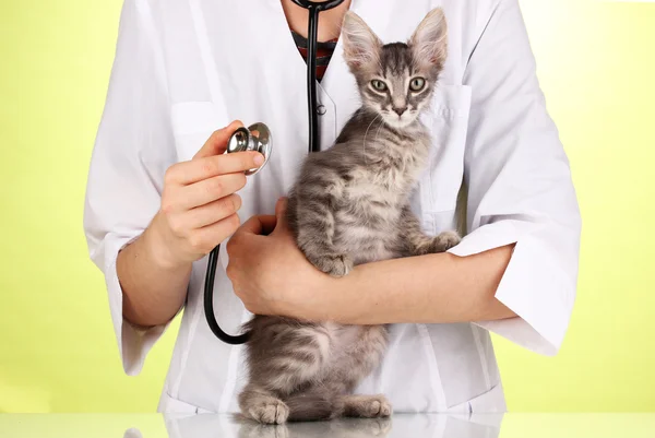 Ветеринар осматривает котенка на зеленом фоне — стоковое фото