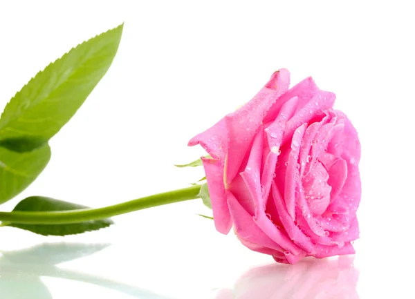Różowa róża z kropli na białym tle — Zdjęcie stockowe