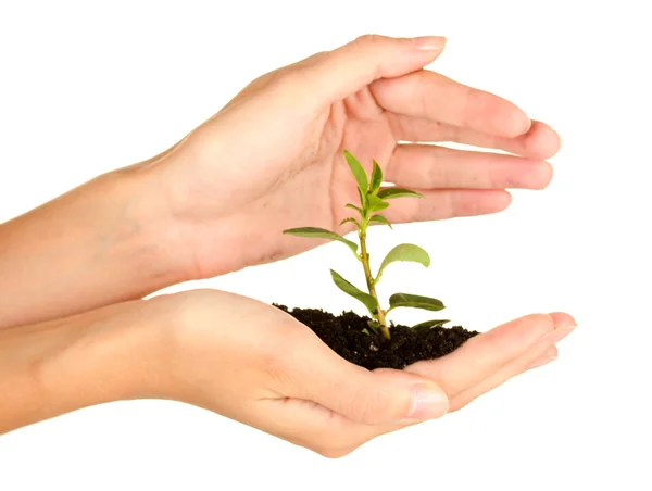 Manos de mujer sosteniendo una planta que crece del suelo, sobre fondo blanco — Foto de Stock